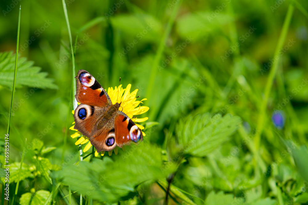 butterfly on flower. Peacock Butterfly butterfly on flower. Peacock Butterfly
