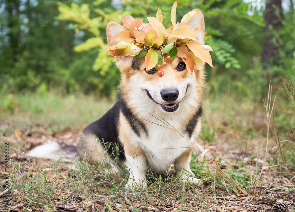 A dog of the Welsh Corgi breed Pembroke on a walk in the autumn forest. A dog in a wreath of autumn leaves.