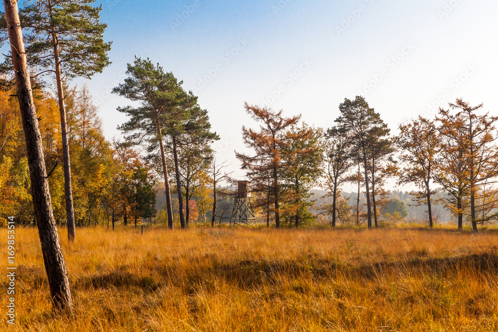 Fototapeta premium Golden autumn. Beautiful Autumnal park. Beauty nature scene. Autumn landscape