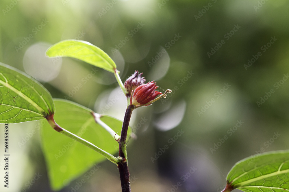 Rosella, Jamaican sorel, Roselle, Rozelle, Sorrel, Red sorrel, Kharkade, Karkade, Vinuela, Cabitutu Hibiscus sabdariffa Linn Rosella, Jamaican sorel, Roselle, Rozelle, Sorrel, Red sorrel, Kharkade, Karkade, Vinuela, Cabitutu Hibiscus sabdariffa Linn