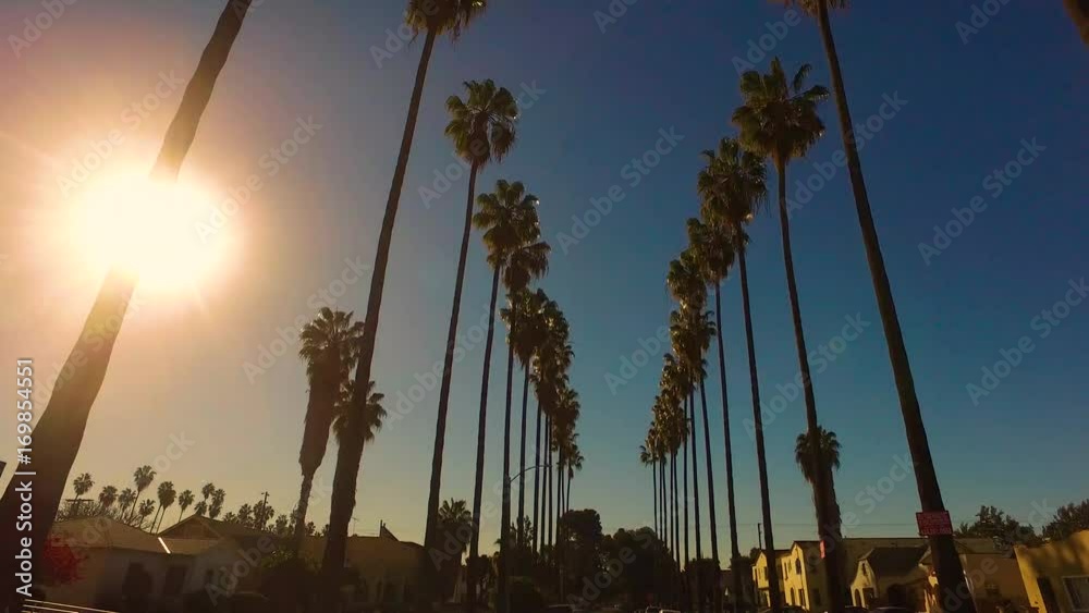 Palm Trees Driving in Los Angees