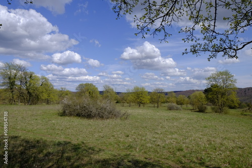 Volltrockenrasen im Naturschutzgebiet Ruine Homburg, Gössenheim und Karsbach, Unterfranken, Franken, Bayern, Deutschland