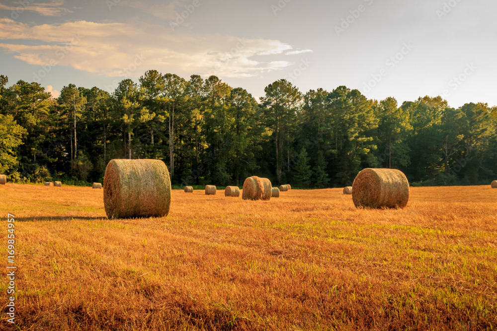 Rolled haybales in a newly mowed field. Trees and a fading sky are in the background. It is near sunset with a golden hour look.