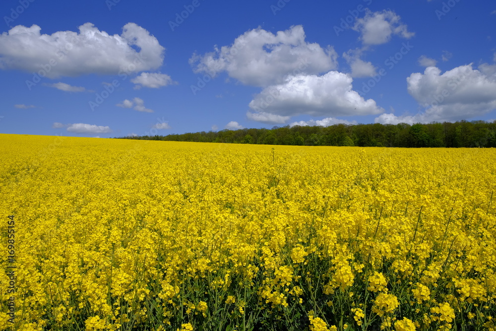 Landschaft und Weinberge bei Stetten, Landkreis Main-Spessart, Unterfranken, Bayern, Deutschland