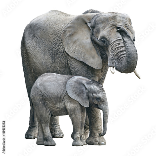 elephant mother and baby on white background. Elephant isolated