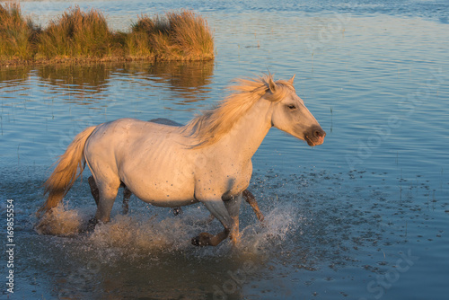     Horses and foals galloping in the water in swamps   