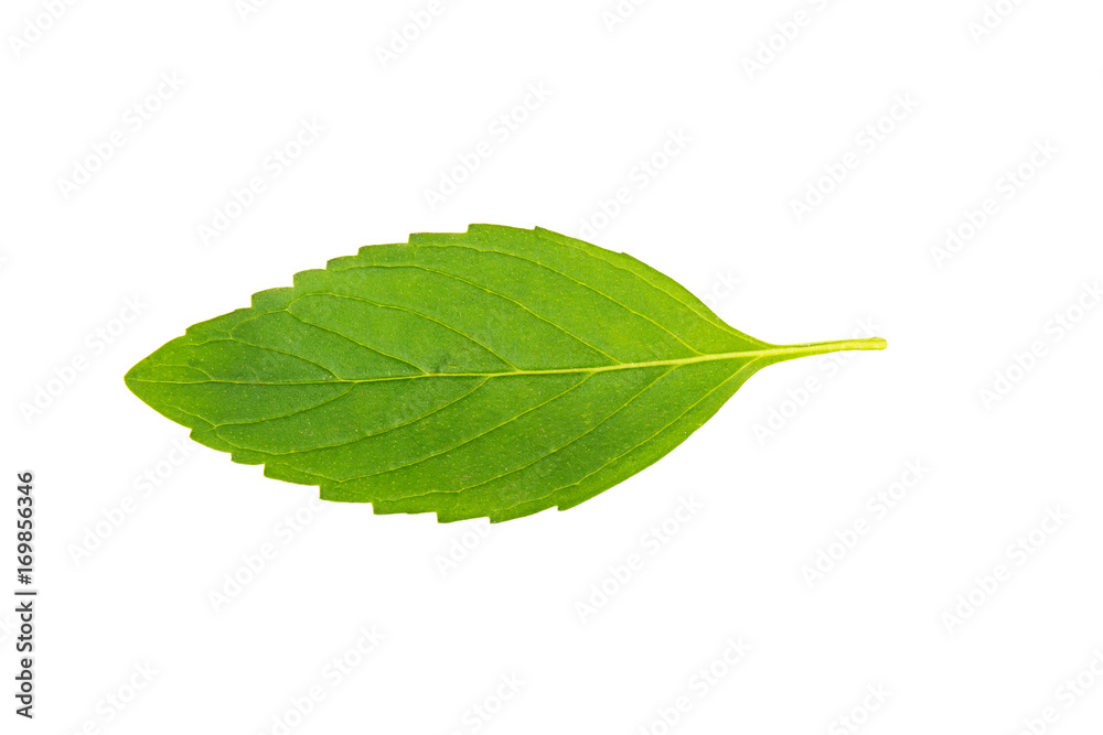 Obraz premium mint leaves on white background