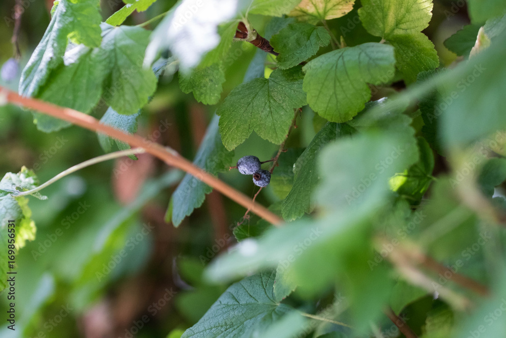 fruits cassis-fleur