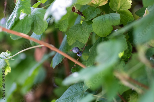 Obraz na płótnie fruits cassis-fleur w salonie