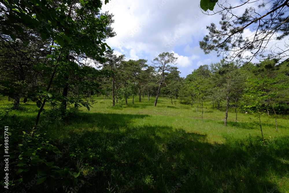 Fototapeta premium Naturschutz- und Landschaftsschutzgebiet Höhfeldplatte bei Thüngersheim, Landkreis Main-Spessart, Unterfranken, Bayern, Deutschland