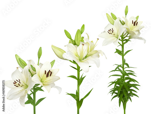 Fototapeta Naklejka Na Ścianę i Meble -  Fresh white lilies