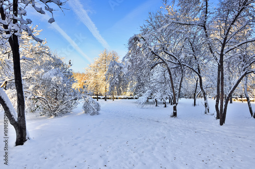  Sunny winter landscape in city park © rvo233