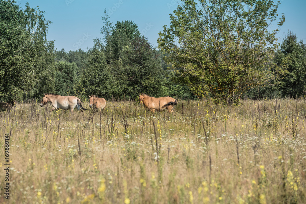 wild Przewalski horses in the Chernobyl exclusion zone wild Przewalski horses in the Chernobyl exclusion zone
