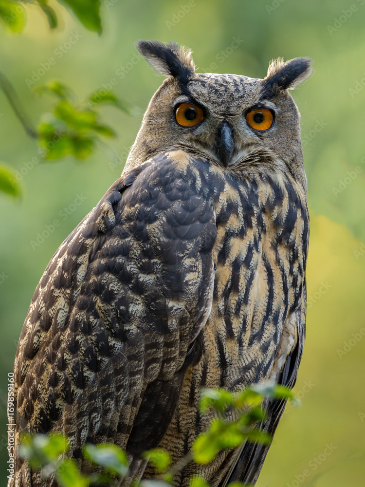 Obraz premium Uhu