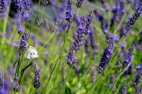 White butterfly on blooming lavender.