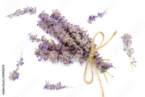 lavender isolated on a white background. close up