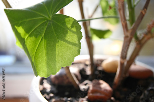 Fototapeta Naklejka Na Ścianę i Meble -  Geranium