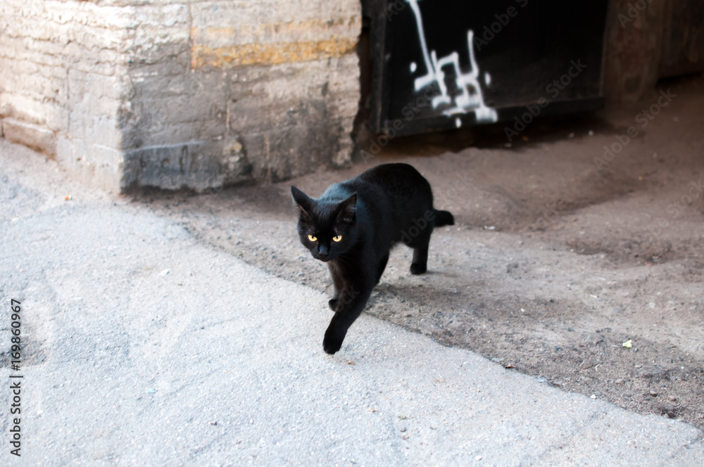 a black cat cross road