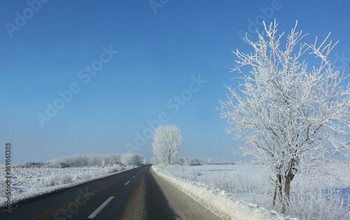 Frozen trees in winter © 3000ad