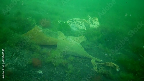 Plastic debris on the bottom of the Black Sea. Rotting algae, sea mushrooms, anoxic zone, asphyxiation photo