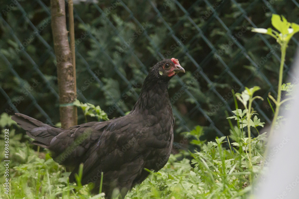 Fototapeta premium Freilaufendes Huhn