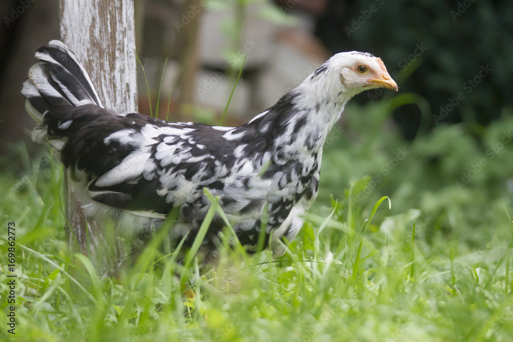 Fototapeta premium Freilaufendes Huhn