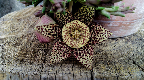 thise flower looks like wood consistence violet and yellow colors