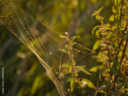 pajęczyna .sieć utkana przez pająka