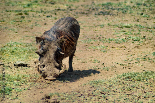 Warthog in the savanna photo