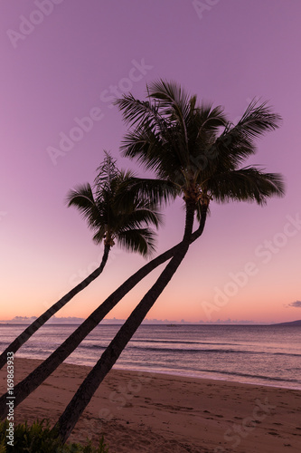 Fototapeta Naklejka Na Ścianę i Meble -  Palm Trees Silhouetted Against a Maui Sunset