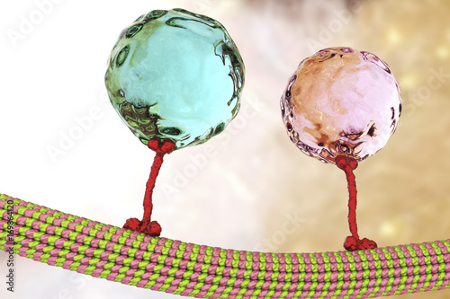 Intracellular transport, kinesin motor proteins, orange, transport molecules moving across microtubules, 3D illustration
