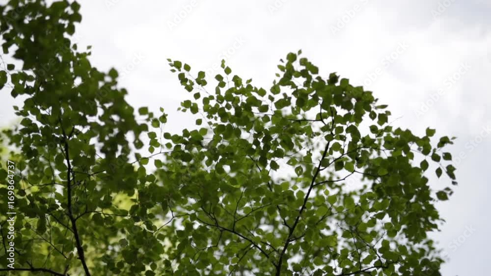Looking up at tree branches under cloudy sky