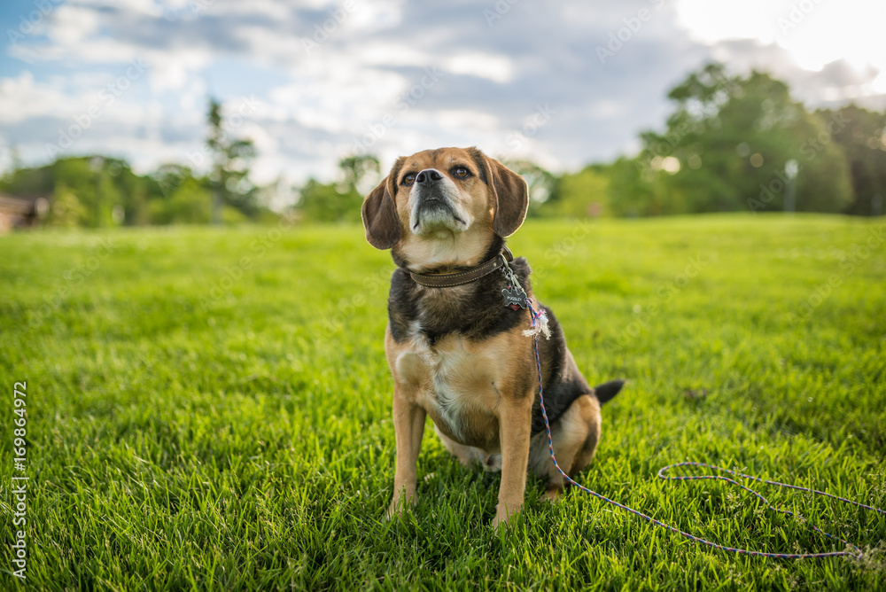 Portrait of a cute beagle
