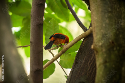 Bullfinch sitiing on branch