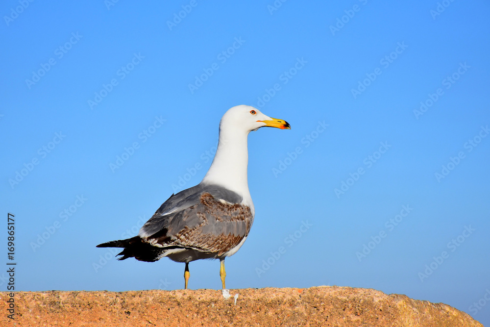 Fototapeta premium gaviota