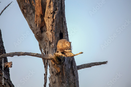 Tree Squirrel