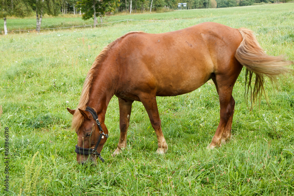 Fototapeta premium One horse eating grass in the pastures