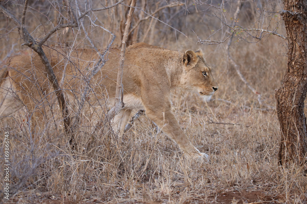 Fototapeta premium Lioness