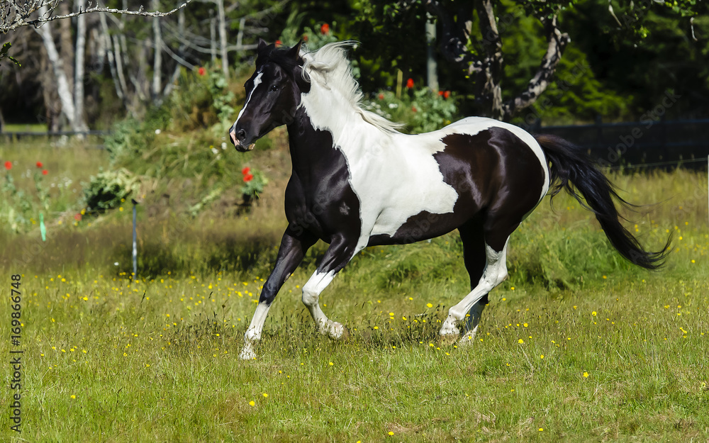 Piebald horse galloping across a meadow