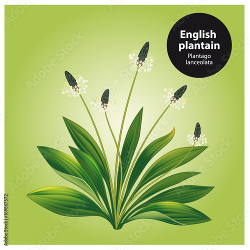English plantain. Plantago lanceolata.