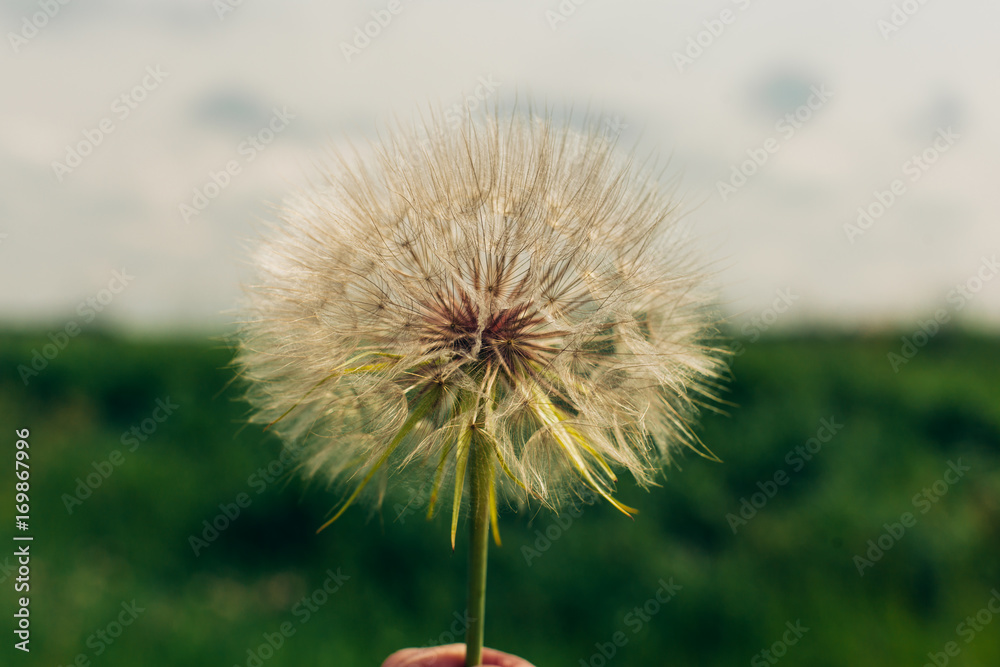 Naklejka premium Dandelion seeds in the morning sunlight