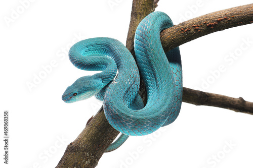 фотографія Komodo island pit blue viper isolated on white background