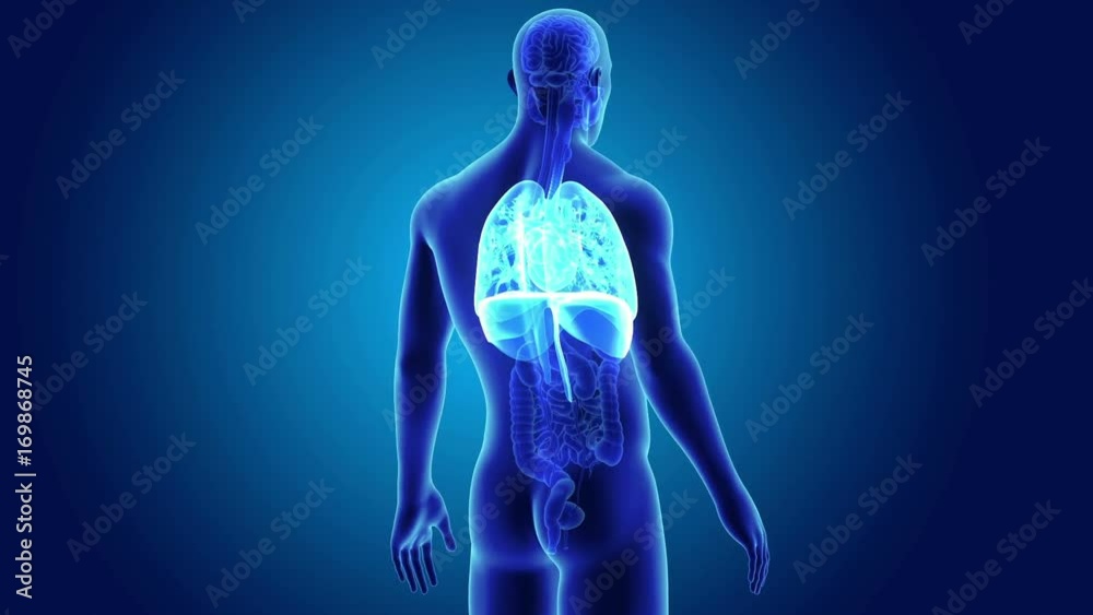 Heart, Lungs and Diaphragm with Organs Heart, Lungs and Diaphragm with Organs