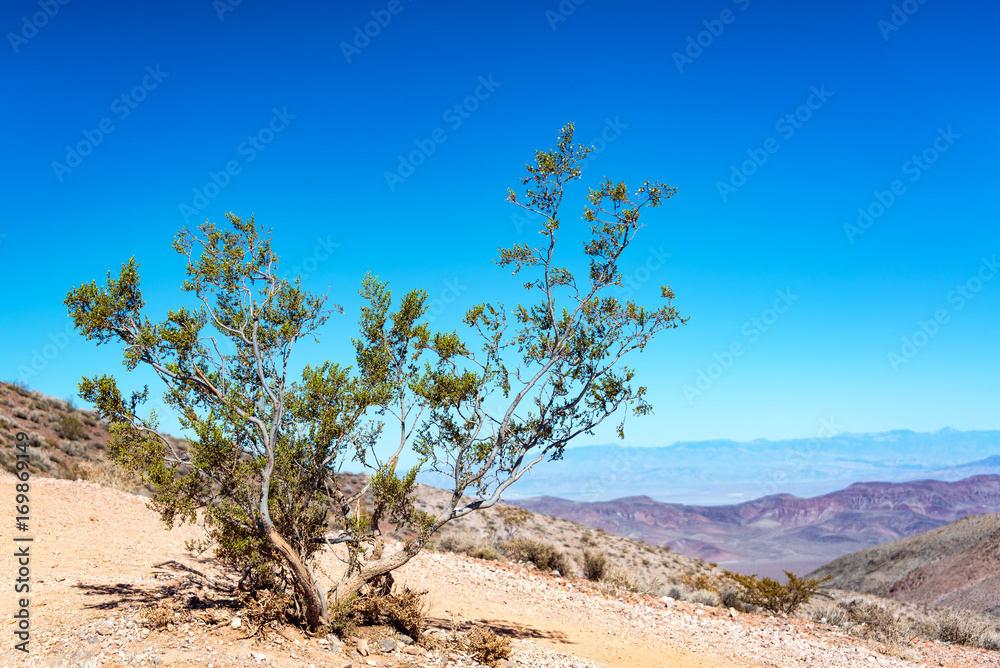 Rugged Tree in Death Valley