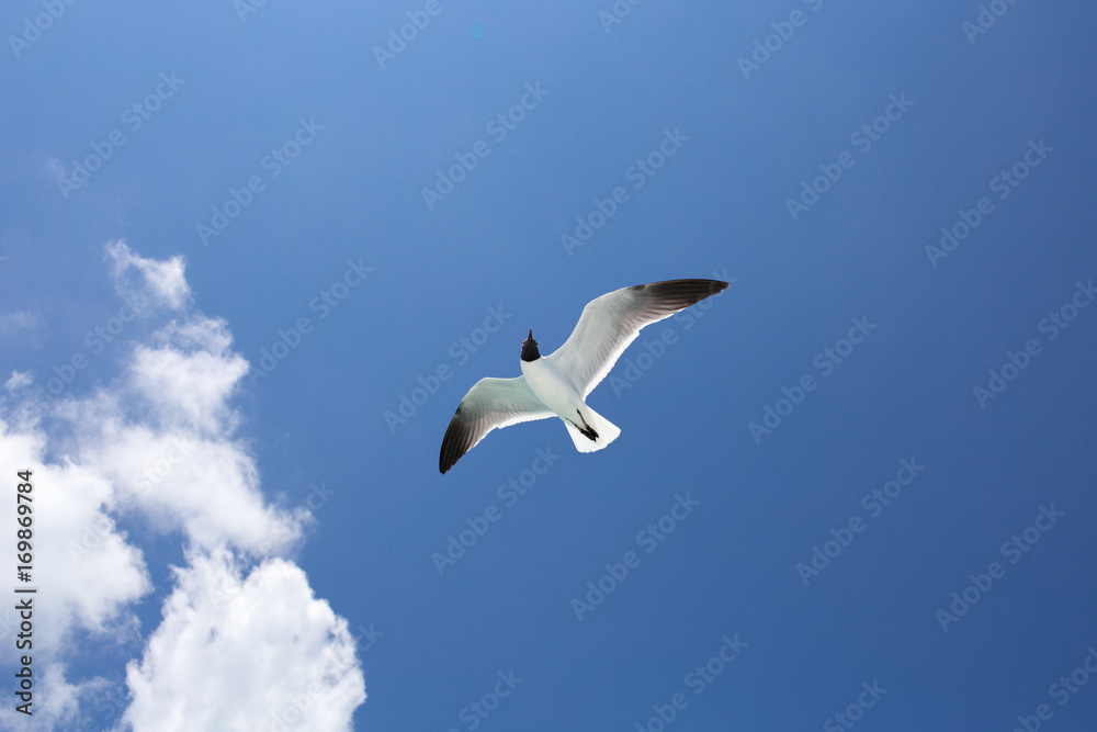 Fototapeta premium One seagull on the blue sky background