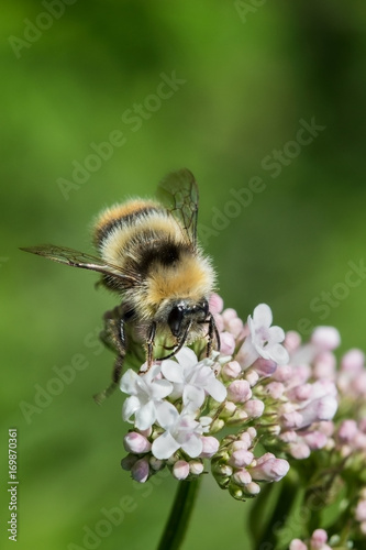 bumble bee © Sara