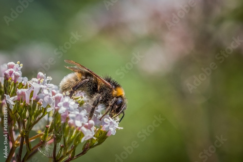 buff tailed bumble bee