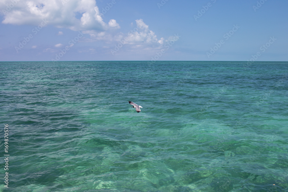 Single seagull is flying over the sea