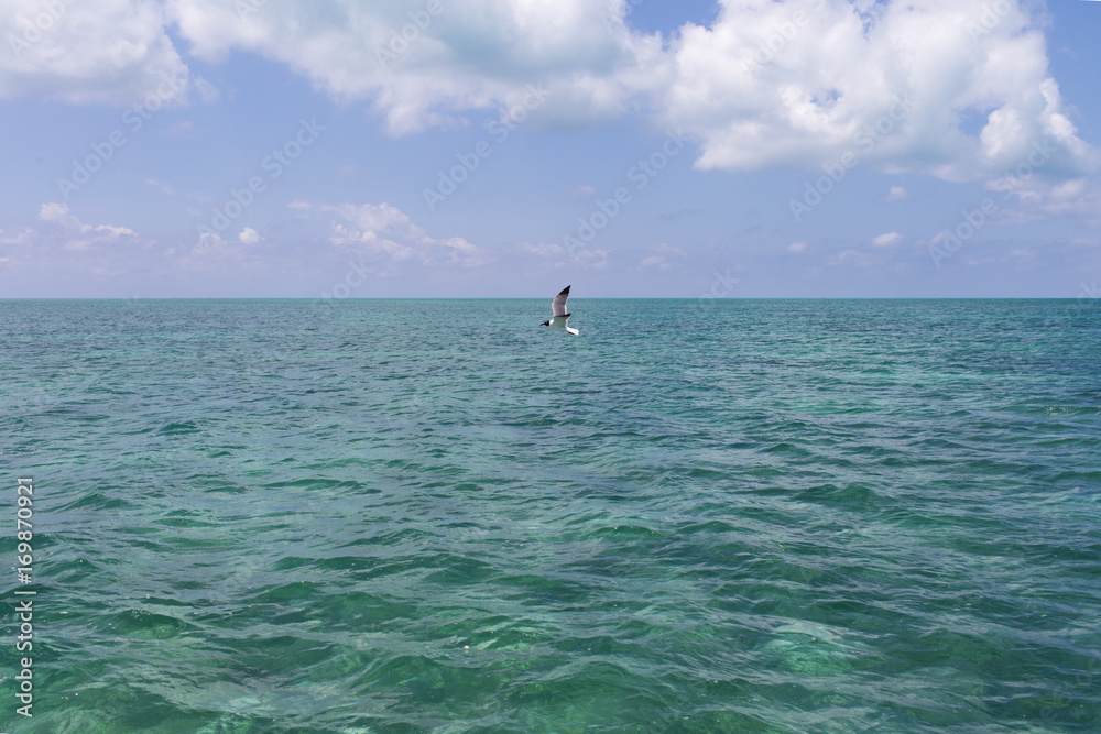 Naklejka premium Single seagull is flying over the sea