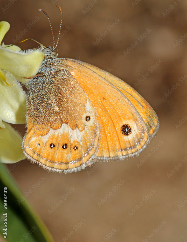 Obraz premium piccola farfalla del genere Coenonympha